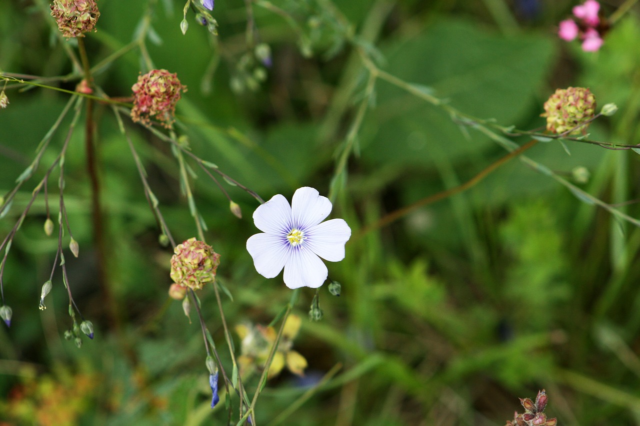 Laukas, Pieva, Žolė, Gėlė, Wildflower, Pievos Gėlė, Nemokamos Nuotraukos,  Nemokama Licenzija