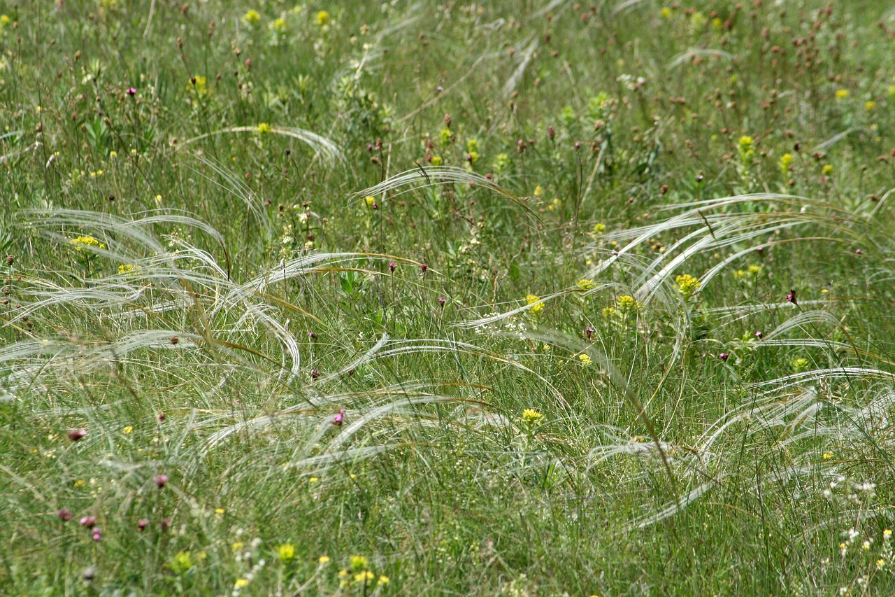 Laukas, Pieva, Žolė, Stipa, Žalias, Wildflower, Pievos Gėlė, Nemokamos Nuotraukos,  Nemokama Licenzija