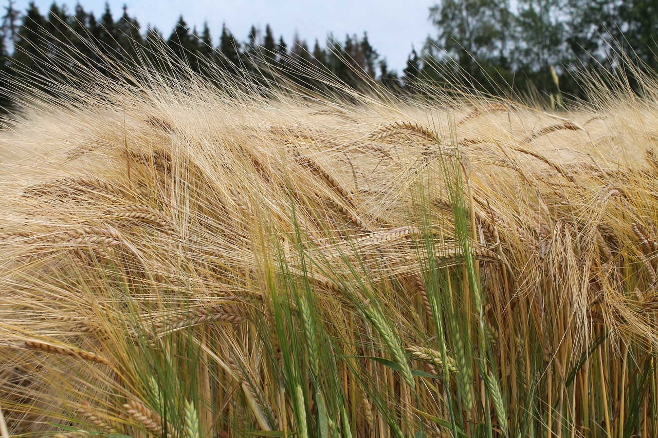 Laukas, Grūdai, Vasara, Pasėlių, Žemės Ūkio, Žemdirbystė, Ūkių Laukas, Nemokamos Nuotraukos,  Nemokama Licenzija