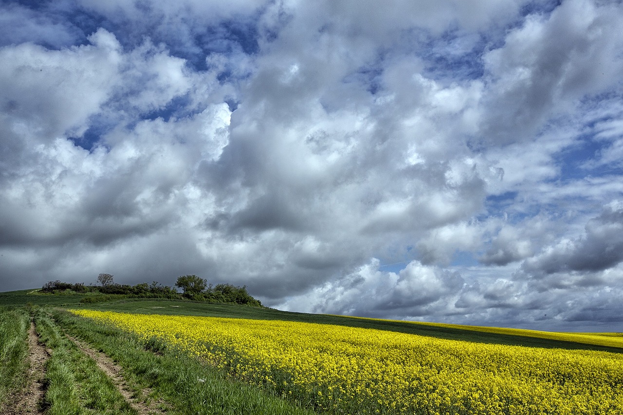 Laukas, Žemės Ūkio, Debesys, France, Grūdai, Gamta, Vasara, Kaimas, Žemdirbystė, Kraštovaizdis