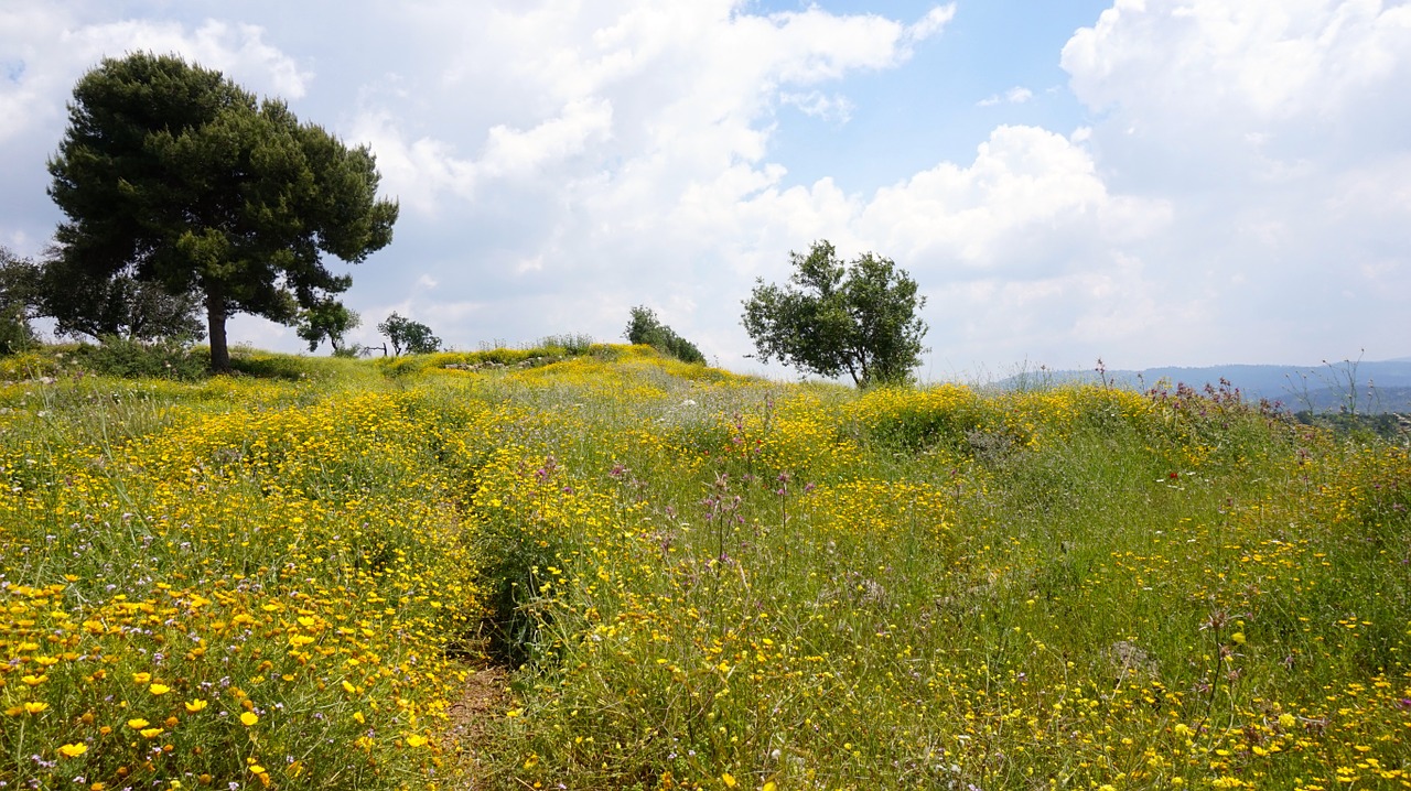 Laukas, Izraelis, Laukinės Gėlės, Medis, Kraštovaizdis, Nemokamos Nuotraukos,  Nemokama Licenzija