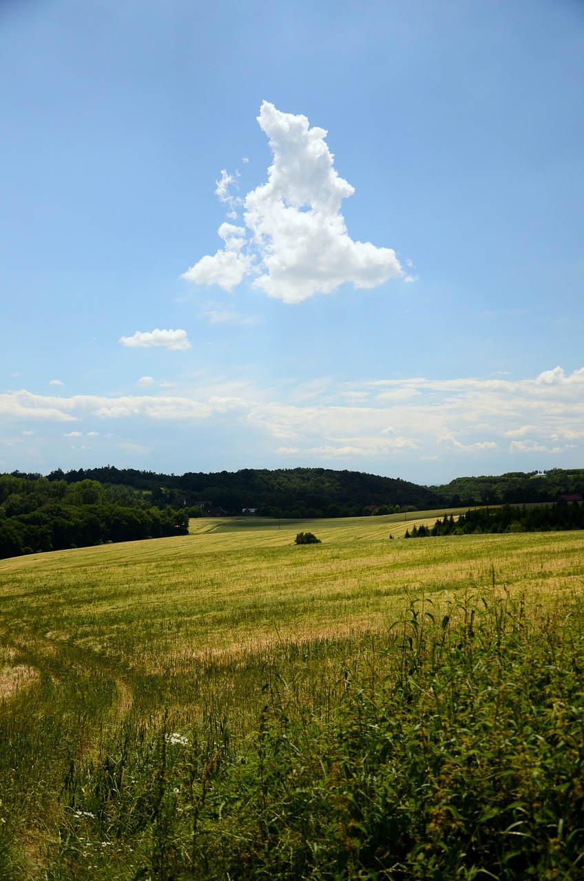 Laukas, Debesis, Kraštovaizdis, Vaizdas, Gamta, Poliana, Dangus, Vasara, Fonas, Nemokamos Nuotraukos