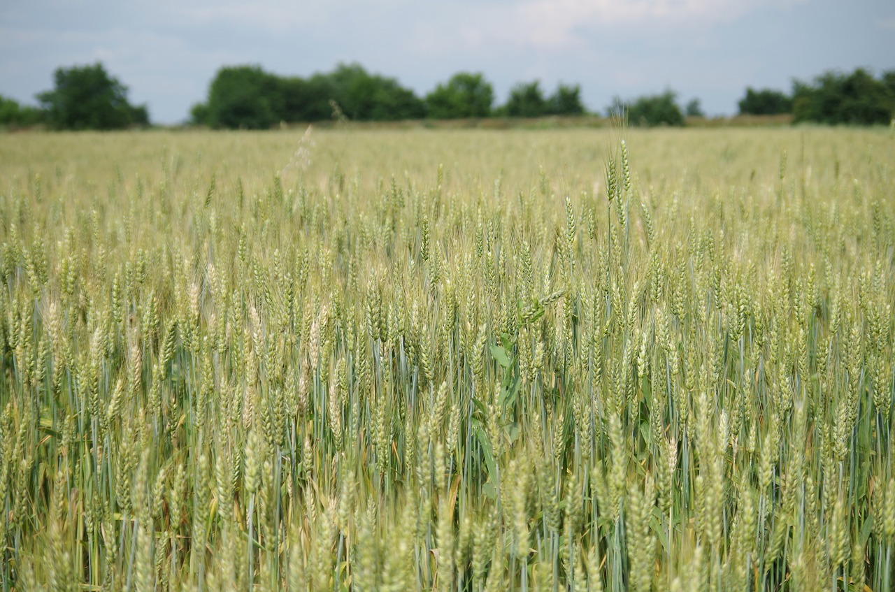 Laukas, Miežiai, Duona, Vieną Kartą, Grūdai, Nemokamos Nuotraukos,  Nemokama Licenzija