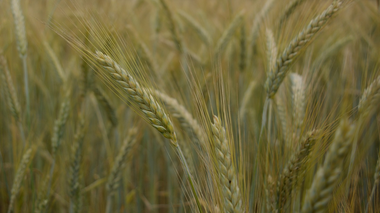 Laukas, Kvieciai, Ausys, Kampanija, Augmenija, Žolė, Plantacijos, Žemdirbystė, Grūdai, Auginimas