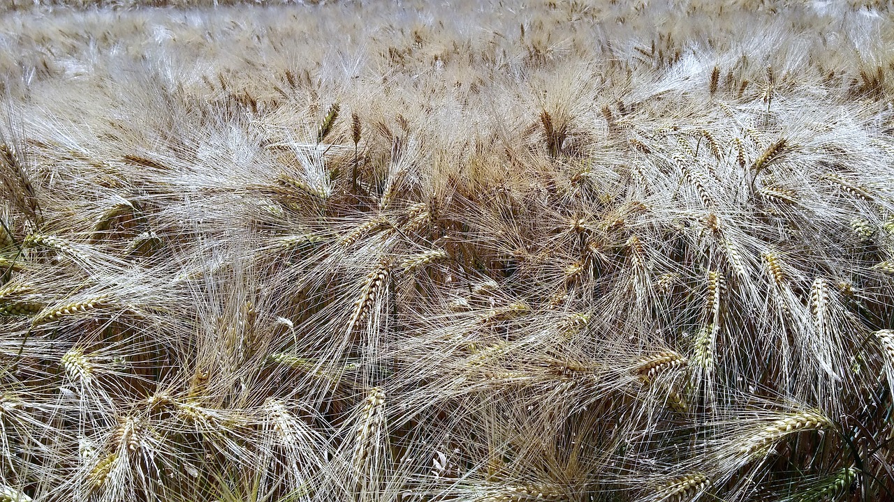 Laukas, Grūdai, Vasara, Derlius, Žemdirbystė, Kukurūzų Laukas, Spiglys, Grūdai, Laukai, Nemokamos Nuotraukos