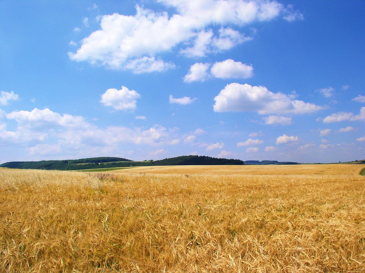 Laukas, Grūdai, Dangus, Nemokamos Nuotraukos,  Nemokama Licenzija