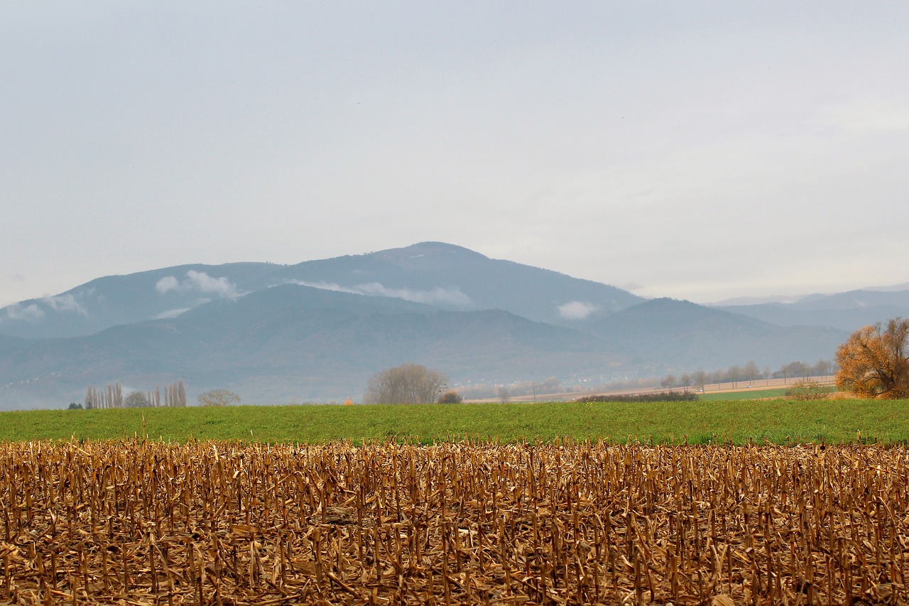 Laukas, Kukurūzai, Grūdai, Žemės Ūkio, Derlius, Kraštovaizdis, Kaimas, Nemokamos Nuotraukos,  Nemokama Licenzija