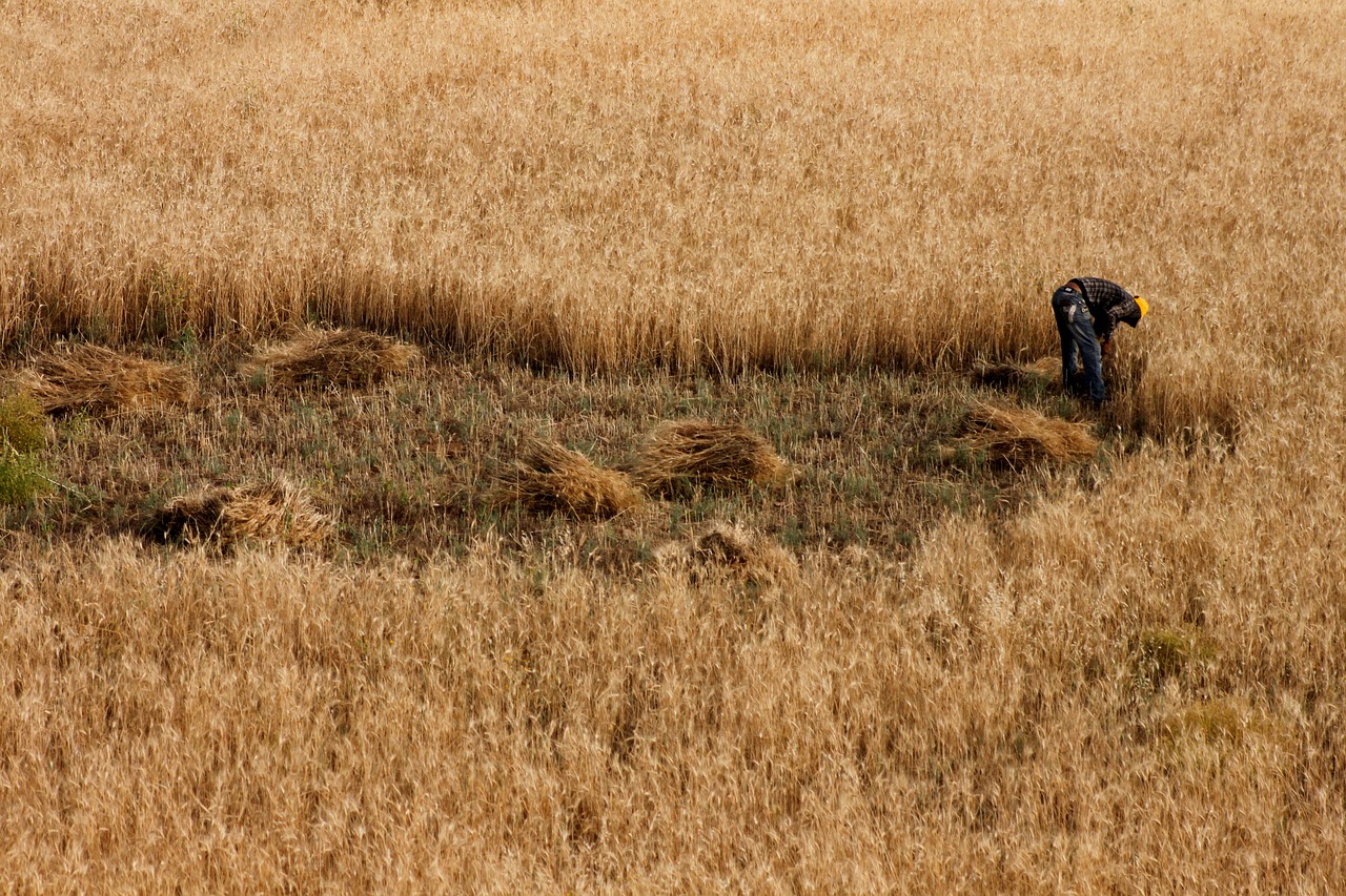 Laukas, Kvieciai, Orak, Pjauti, Darbuotojas, Gamta, Spiglys, Mardin, Nemokamos Nuotraukos,  Nemokama Licenzija