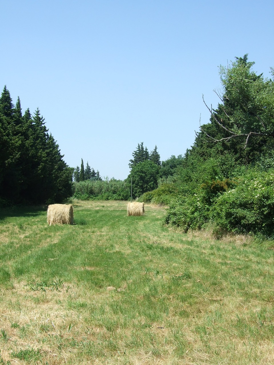 Laukas, Provence, Pavasaris, Nemokamos Nuotraukos,  Nemokama Licenzija