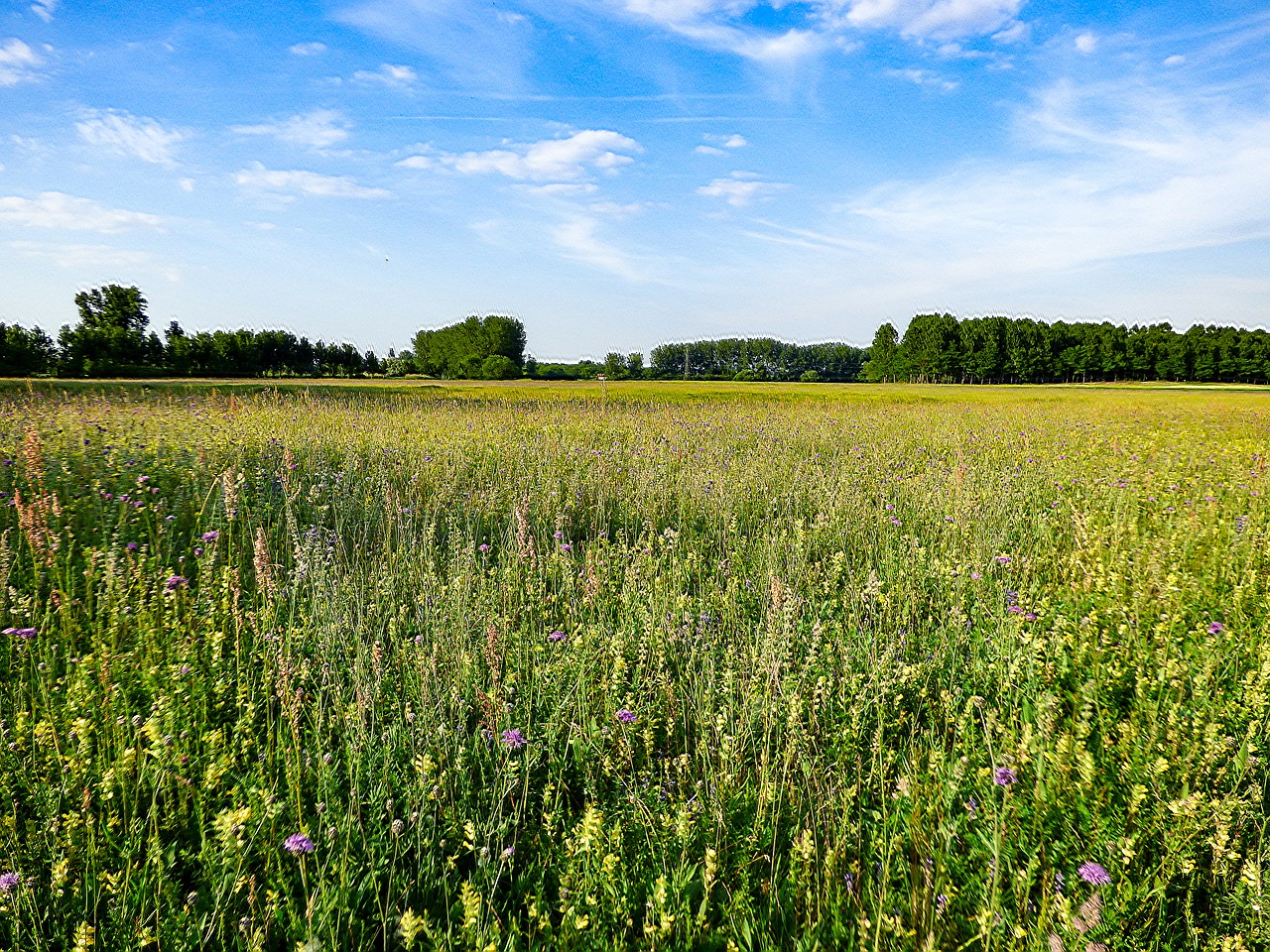 Laukas, Pieva, Gamta, Pievos Gėlė, Saulės Šviesa, Augalai, Kaimo Kraštovaizdis, Wildflower, Agra Augalas, Žibintai