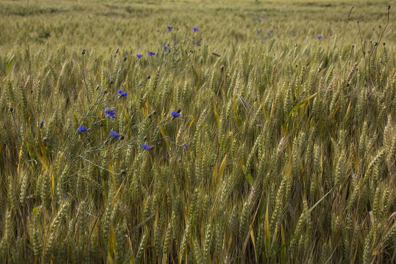 Laukas, Gamta, Žemdirbystė, Grūdai, Laukinės Kultūros, Rugių Laukas, Ariamasis, Žolės, Nemokamos Nuotraukos,  Nemokama Licenzija