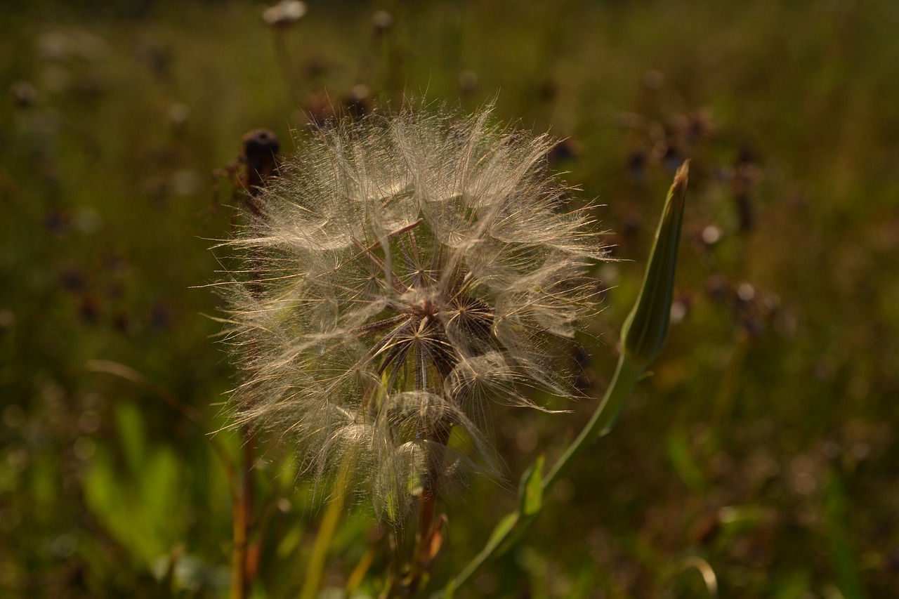 Laukas, Kiaulpienė, Žalias, Žolė, Gamta, Sonchus Oleraceus, Makro, Gėlė, Vasara, Augalai