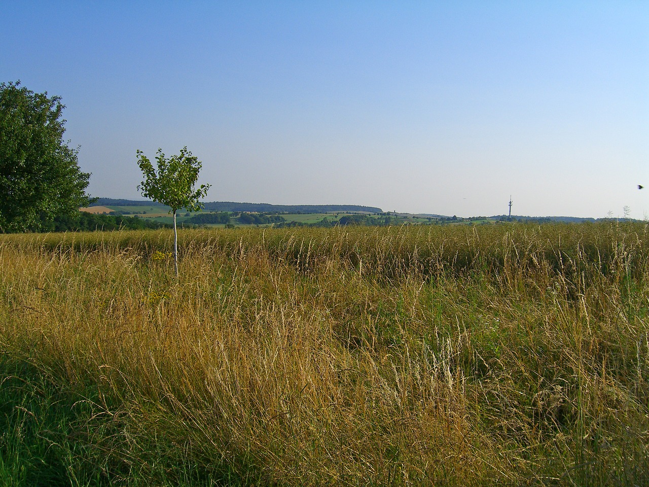 Laukas, Morgenstimmung, Gamta, Kraštovaizdis, Nemokamos Nuotraukos,  Nemokama Licenzija