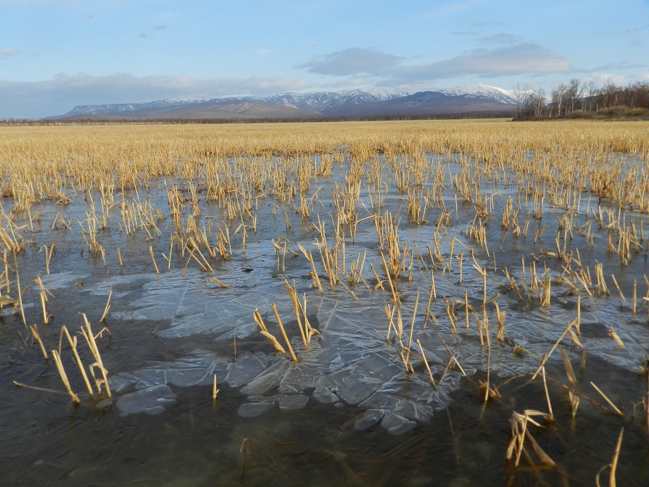 Laukas, Ruduo, Žolė, Šiaudai, Puddles, Pirmasis Ledas, Kraštovaizdis, Šienas, Gyvoji Gamta, Rudens Gamta