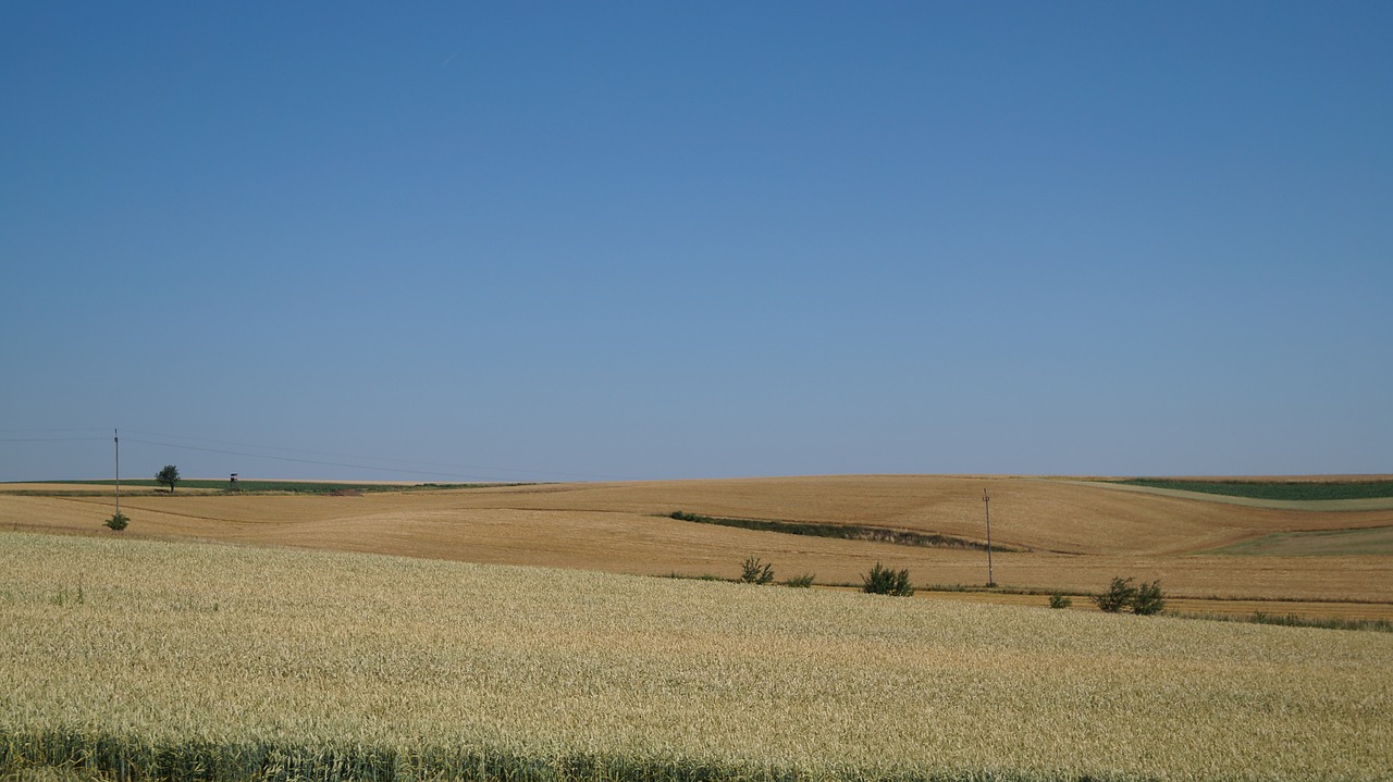 Laukas, Vasara, Vaizdas, Žemdirbystė, Kaimas, Gamta, Laukinės Kultūros, Nemokamos Nuotraukos,  Nemokama Licenzija