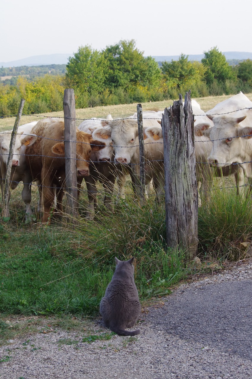 Laukas, Gyvūnai, Karvė, Nemokamos Nuotraukos,  Nemokama Licenzija