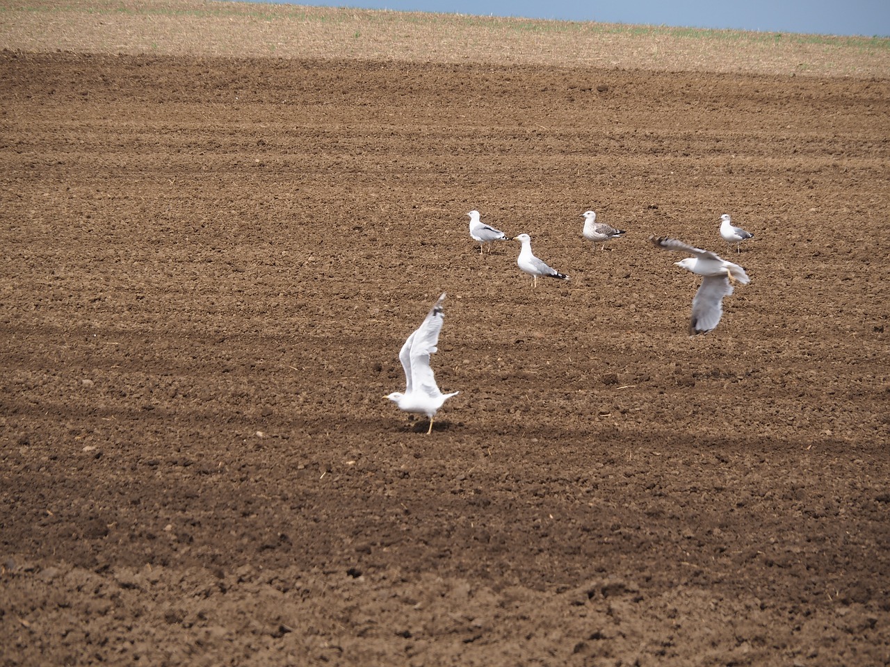 Laukas, Žemdirbystė, Judėjimas, Gamta, Grūdai, Kraštovaizdis, Dangus, Ariamasis, Maistas, Ruduo