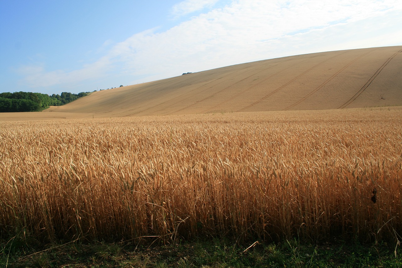 Laukas, France, Gamta, Kraštovaizdis, Žolė, Nemokamos Nuotraukos,  Nemokama Licenzija