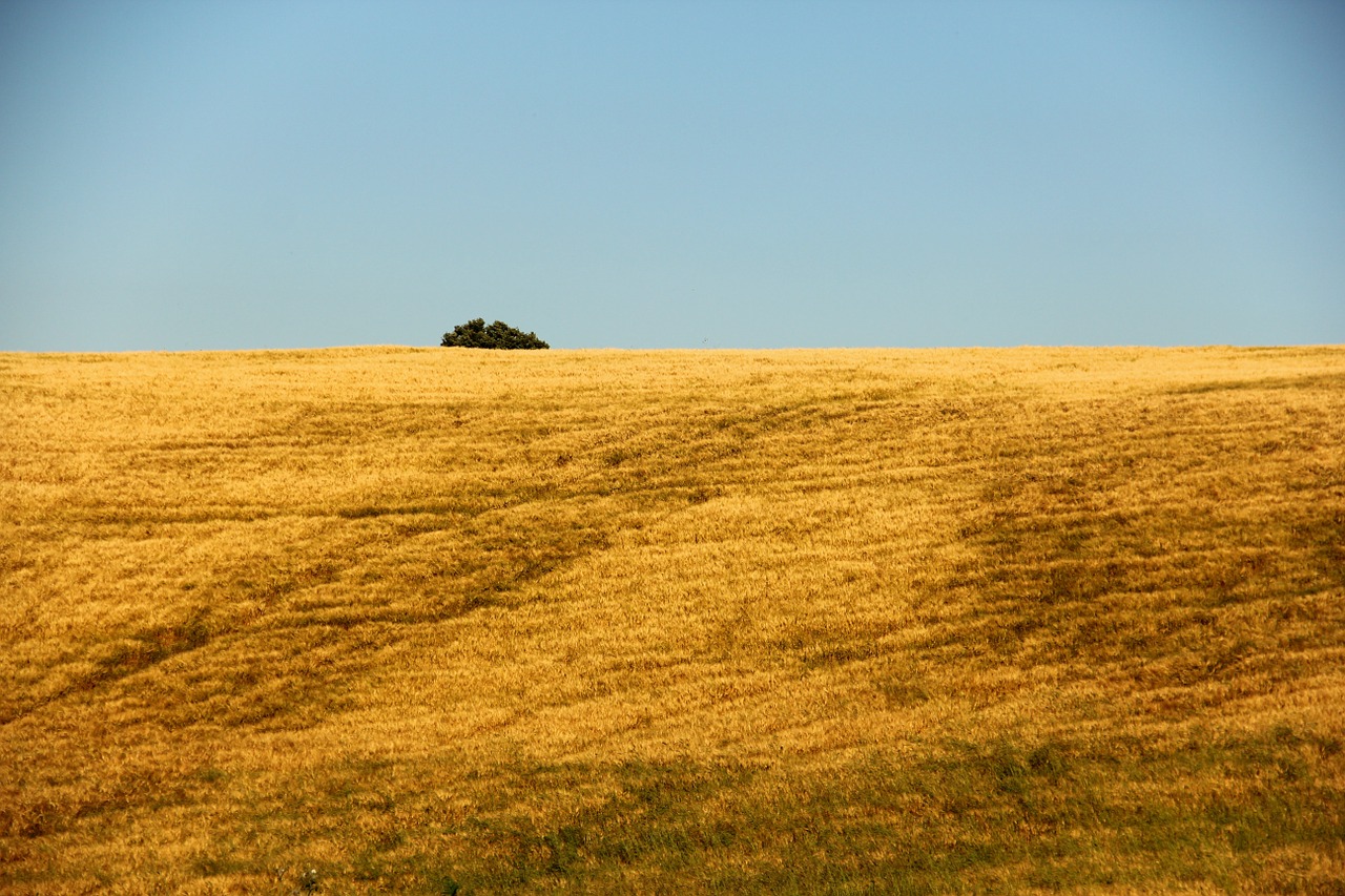 Laukas, Žemdirbystė, Italy, Gamta, Pasėlių, Vasara, Nemokamos Nuotraukos,  Nemokama Licenzija