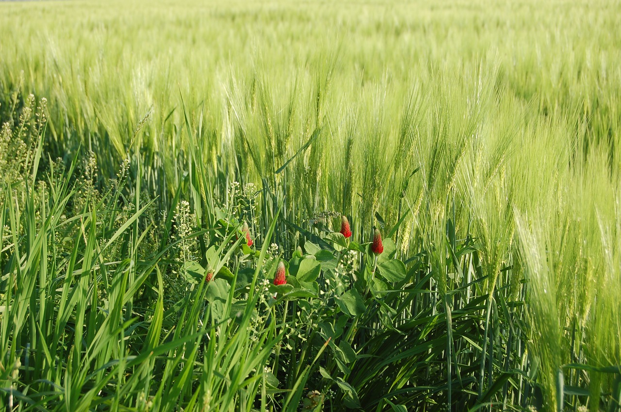 Laukas,  Ūkis,  Grūdai,  Ausys, Nemokamos Nuotraukos,  Nemokama Licenzija