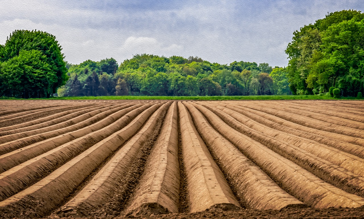 Laukas,  Šparagai,  Šparagai Srityje,  Žemdirbystė,  Šparagai Laikas,  Daržovės,  Pobūdį,  Ariama,  Kaimo,  Pavasaris