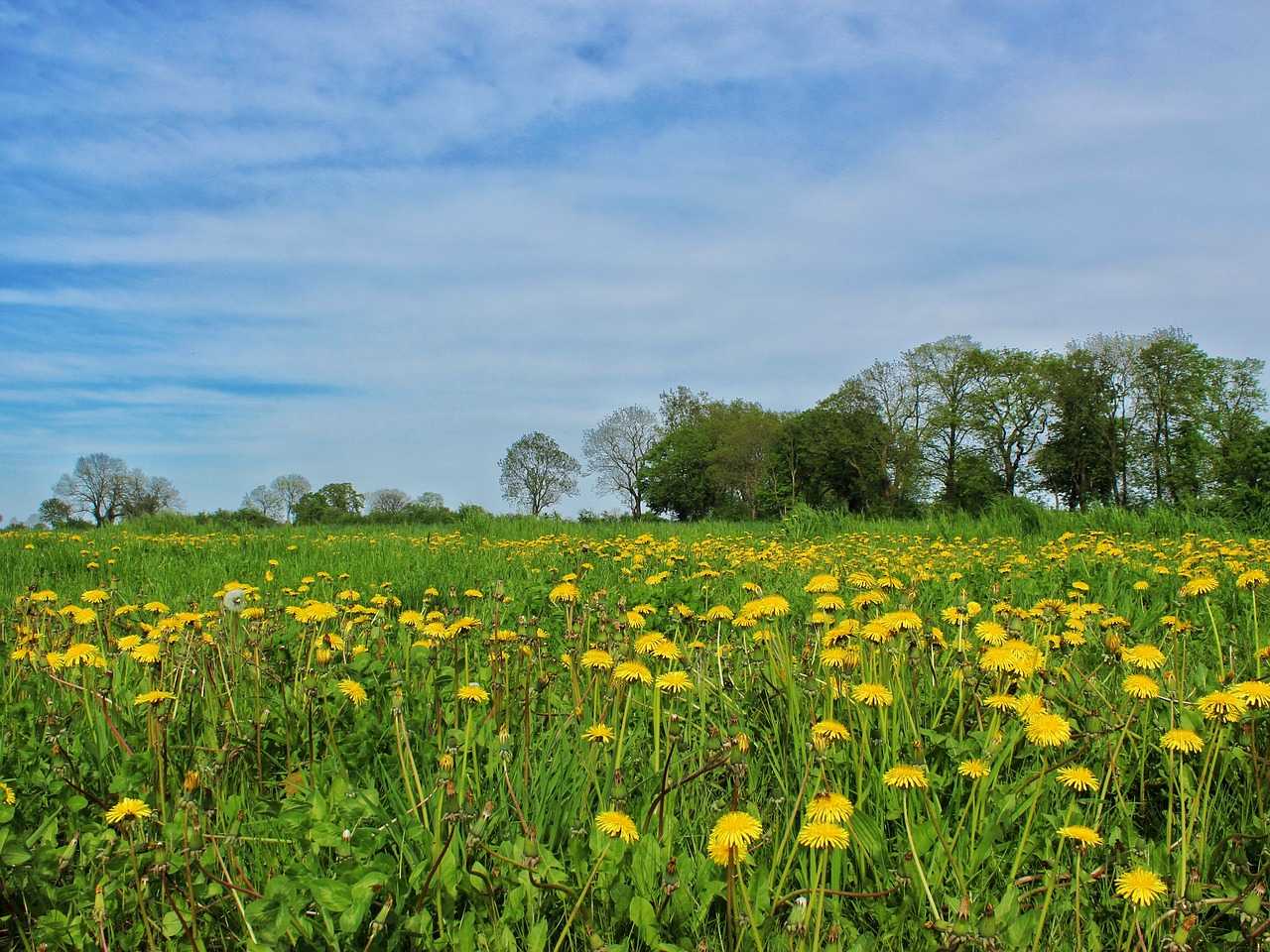 Laukas,  Meadow,  Kraštovaizdis,  Pobūdį,  Kiaulpienės Gali,  Srityje Gėlių,  Geltona,  Dangus,  Kiaulpienė, Nemokamos Nuotraukos