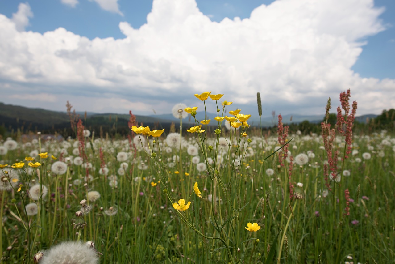 Laukas,  Meadow,  Gėlės,  Debesis,  Žalias,  Pobūdį,  Augalų,  Meadow Gėlės,  Gėlė,  Žalia Pieva