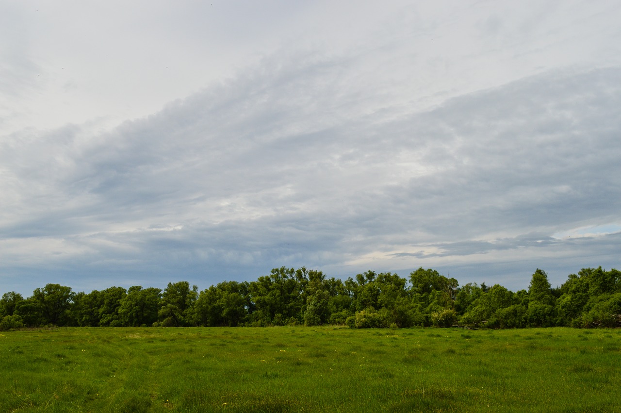 Laukas,  Meadow,  Pobūdį,  Vasara,  Debesys,  Laukai,  Rusija,  Žolė,  Kraštovaizdis,  Kaimo Kraštovaizdis