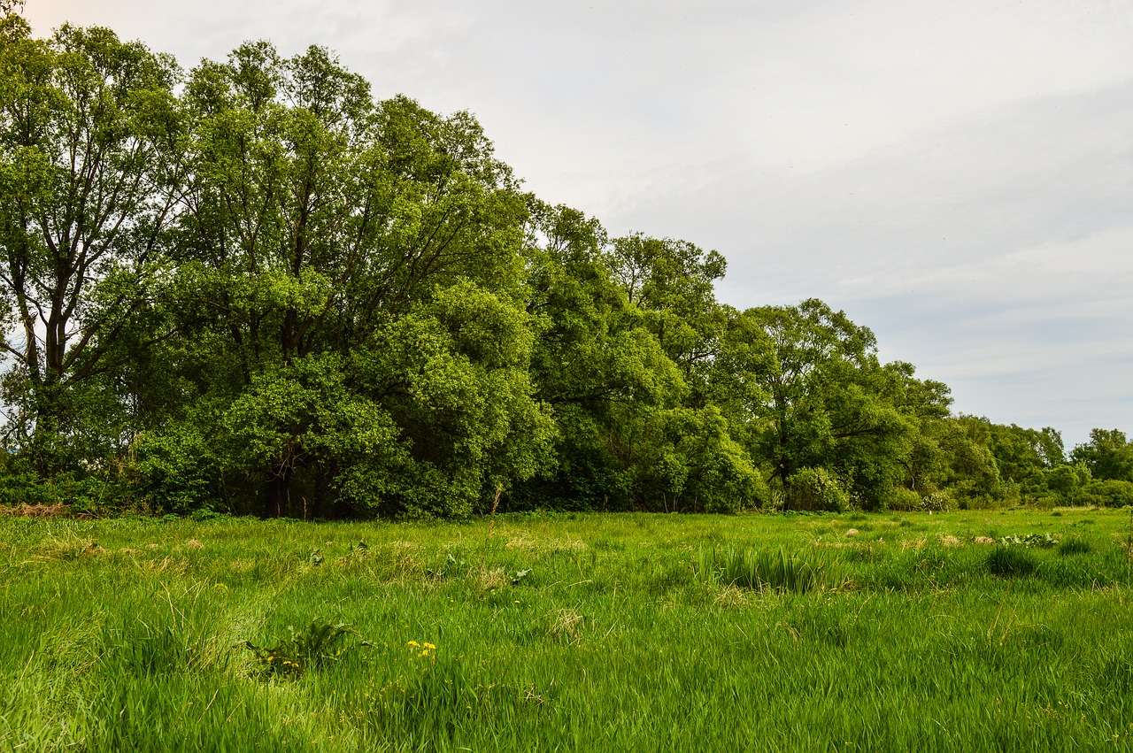 Laukas,  Meadow,  Žolė,  Medžiai,  Pobūdį,  Vasara,  Debesys,  Laukai,  Rusija,  Kraštovaizdis