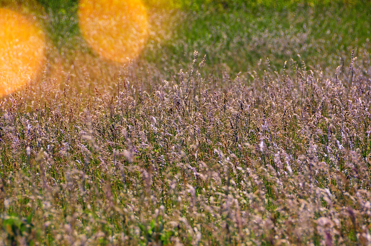 Laukas,  Žolė,  Žolių Sėklų,  Meadow,  Pobūdį,  Vasara,  Kaimo Kraštovaizdis,  Žalias, Nemokamos Nuotraukos,  Nemokama Licenzija