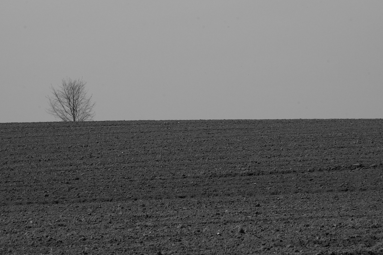 Laukas,  Medis,  Pobūdį,  Laukai,  Žemė,  Ariama,  Šalis Gyvenimas,  Vienatvė,  Tuščias,  Žemdirbystė