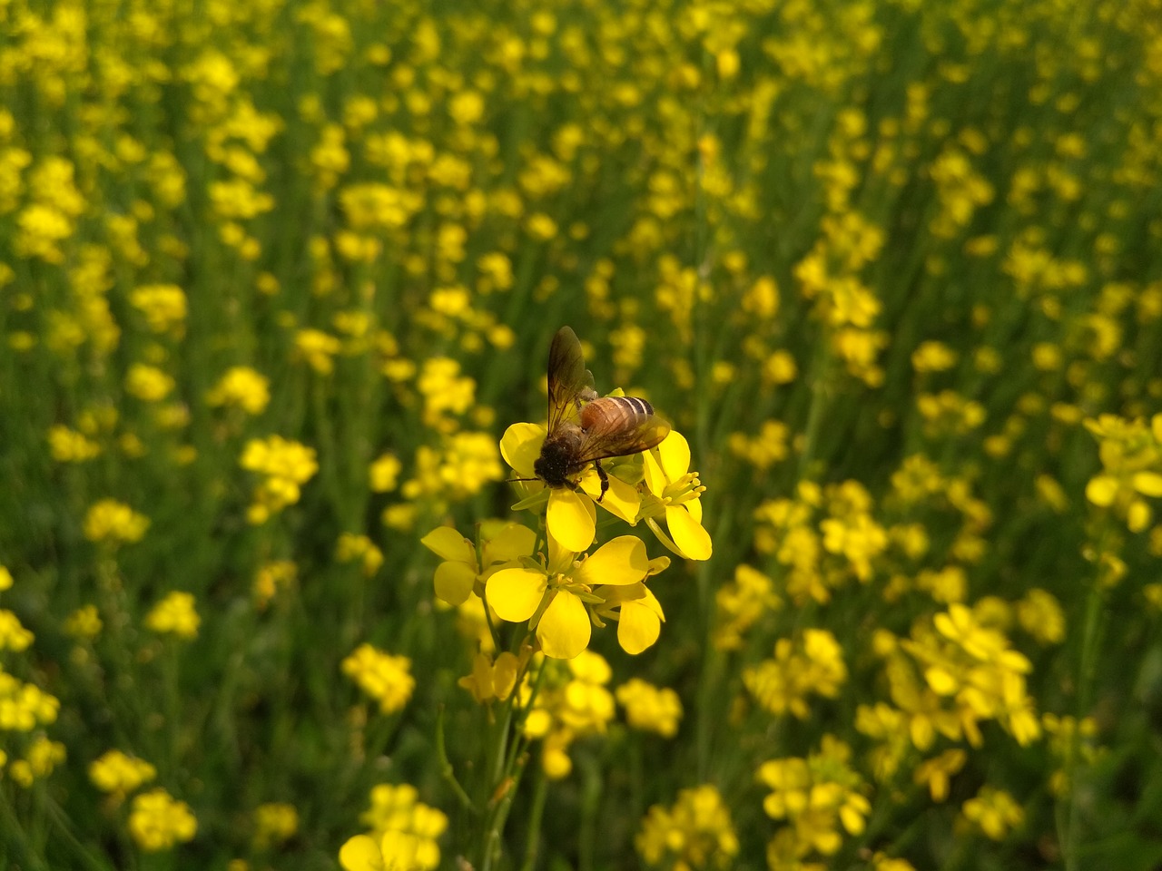 Laukas,  Žemdirbystė,  Gėlė,  Floros,  Kaimo,  Pobūdį,  Ūkis, Nemokamos Nuotraukos,  Nemokama Licenzija