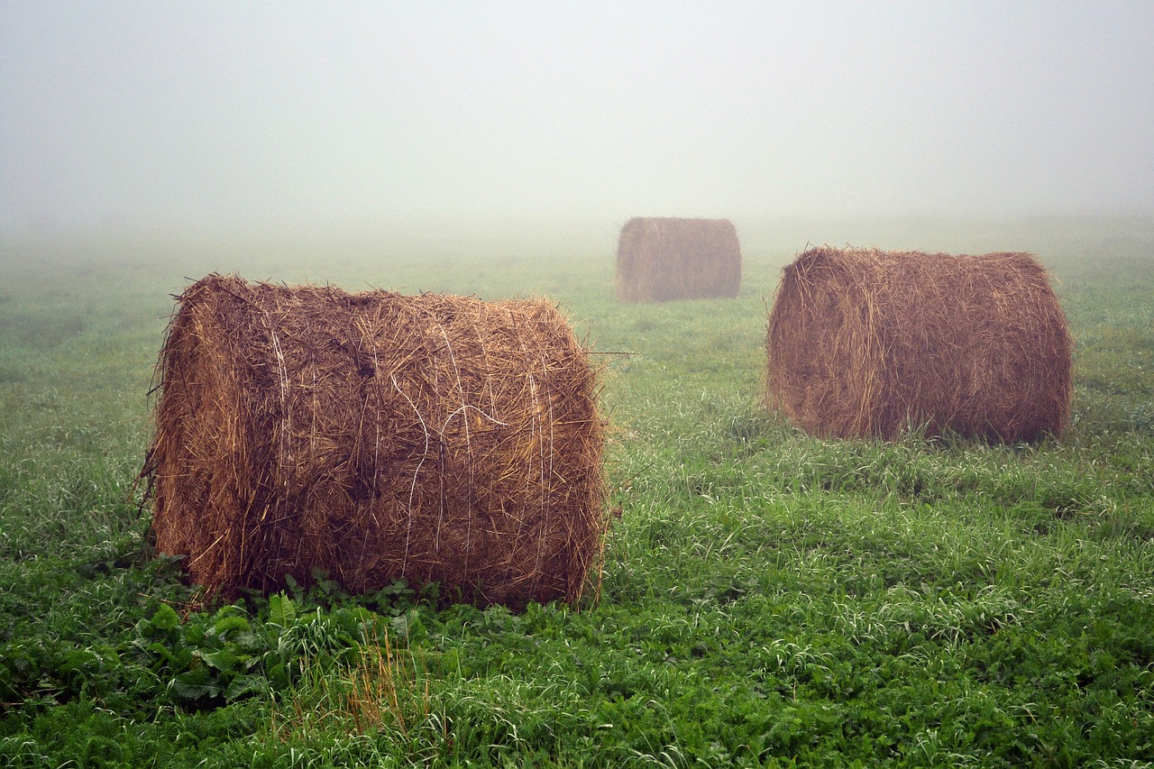 Laukas, Kaimas, Vasara, Rūkas, Auštant, Žolė, Kraštovaizdis, Biuleteniai, Žalias, Nemokamos Nuotraukos