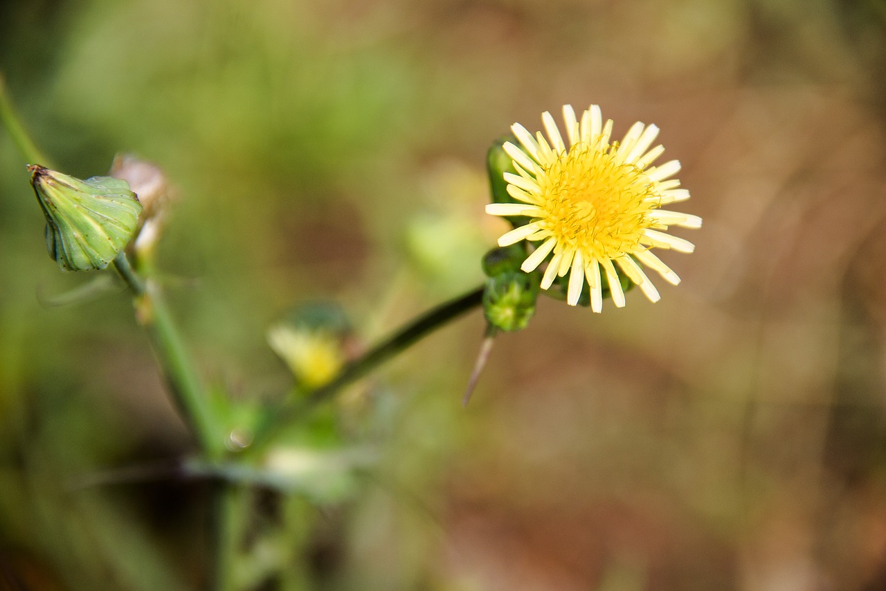 Laukas,  Gėlė,  Žydi,  Vasara,  Gėlės,  Floros,  Baltas, Nemokamos Nuotraukos,  Nemokama Licenzija