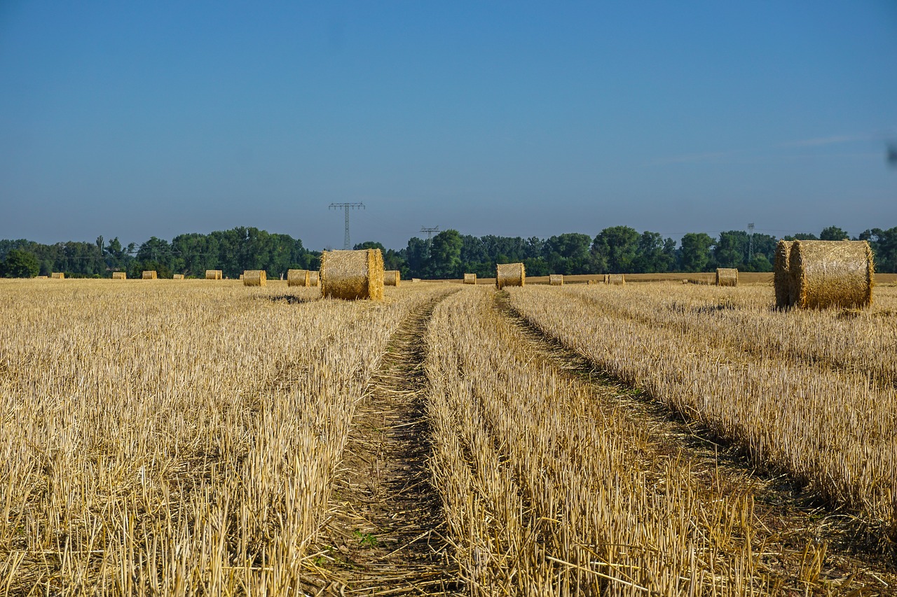 Laukas,  Derlius,  Šiaudų Ryšulius,  Žemdirbystė,  Pobūdį,  Kaimo,  Dirvožemis,  Grūdai,  Šiaudų,  Hay