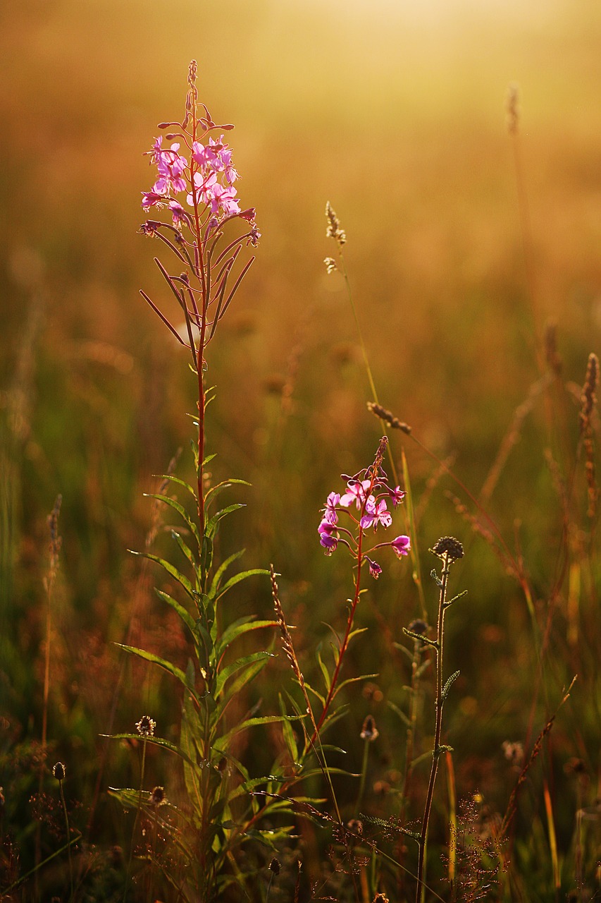 Laukas,  Vasara,  Meadow,  Žolė,  Augalai,  Žiedlapiai,  Žalias,  Saulėlydžio,  Kraštovaizdis,  Pobūdį