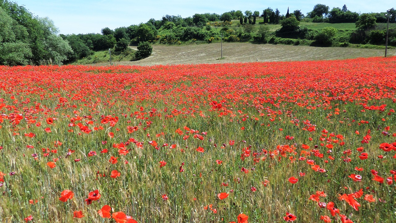 Laukas,  Aguonos,  Raudona,  Raudonos Gėlės,  Pobūdį,  Vasara,  Floros,  Žydi,  Prato, Nemokamos Nuotraukos