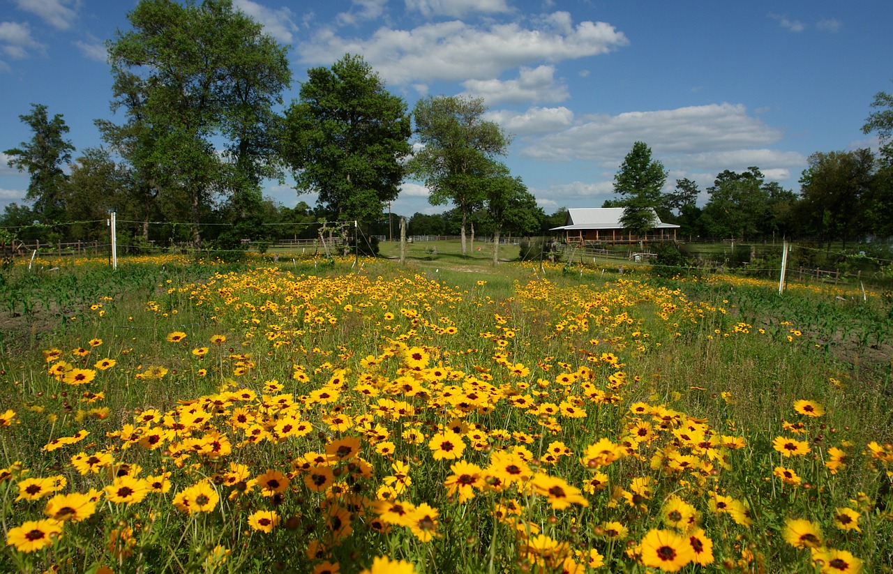 Laukas, Gėlė, Florida, Gamta, Augalas, Kraštovaizdis, Vasara, Flora, Gėlių, Sezonas