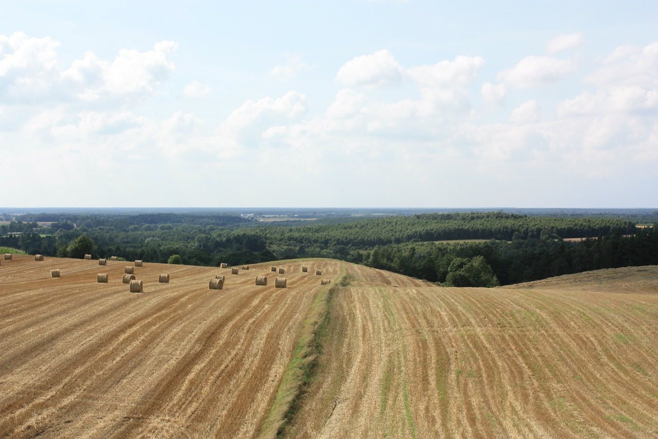 Laukas, Kraštovaizdis, Grūdai, Miškas, Vasara, Šiaudai, Debesys, Surinkti, Dangus, Derlius