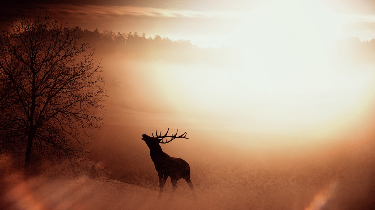 Laukas, Gamta, Hirsch, Antler, Laukiniai, Saulėtekis, Rūkas, Apšvietimas, Nemokamos Nuotraukos,  Nemokama Licenzija