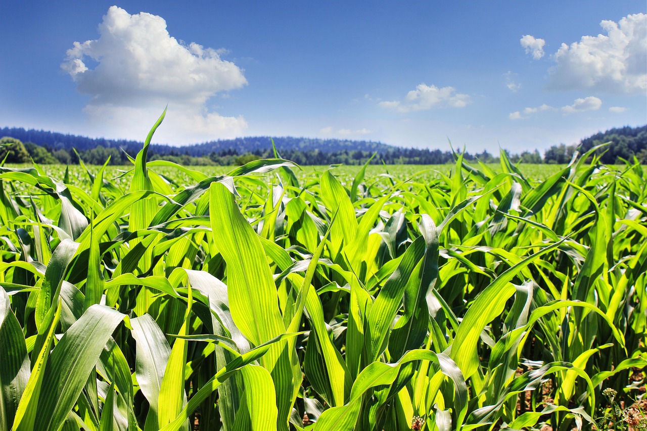 Laukas, Kukurūzai, Kukurūzų Laukas, Žemdirbystė, Žalias, Grūdai, Pašariniai Kukurūzai, Derlius, Pasėliai, Lapai
