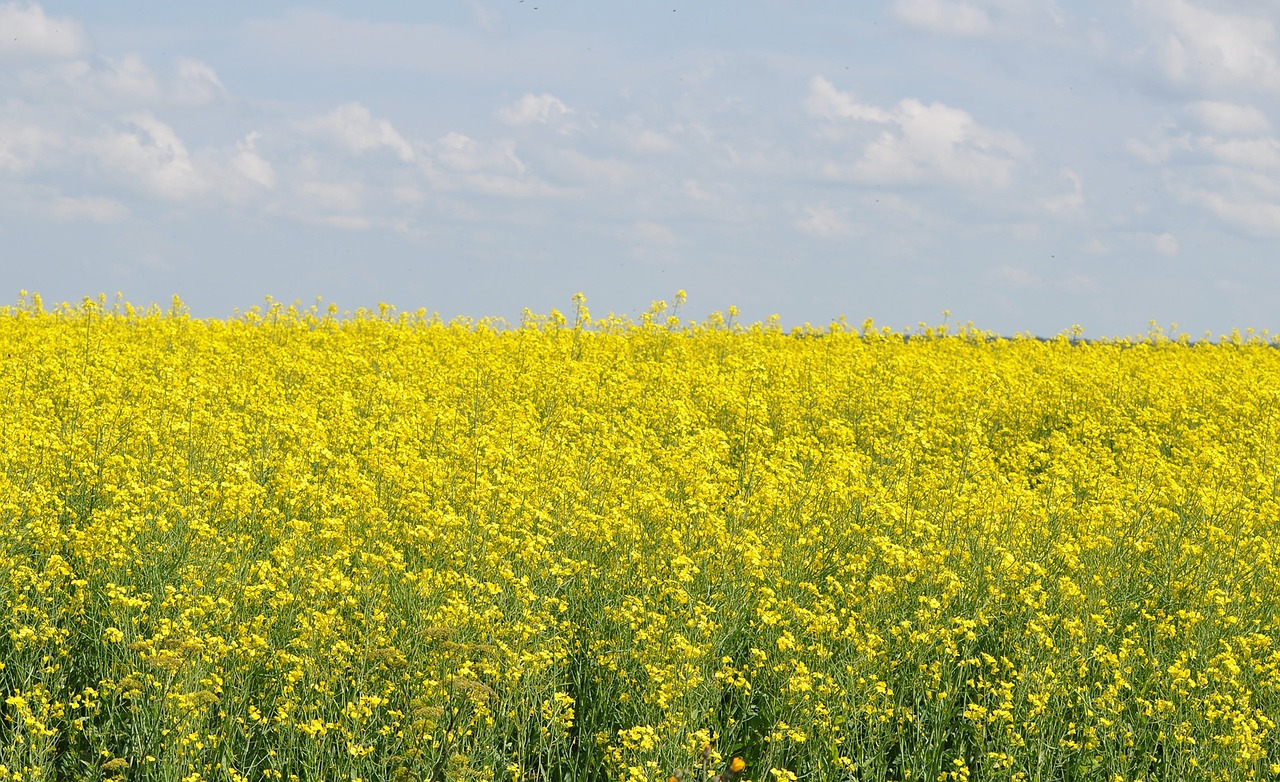 Rapsų Sėklos, Išžaginimas, Gamta, Vasara, Nemokamos Nuotraukos,  Nemokama Licenzija