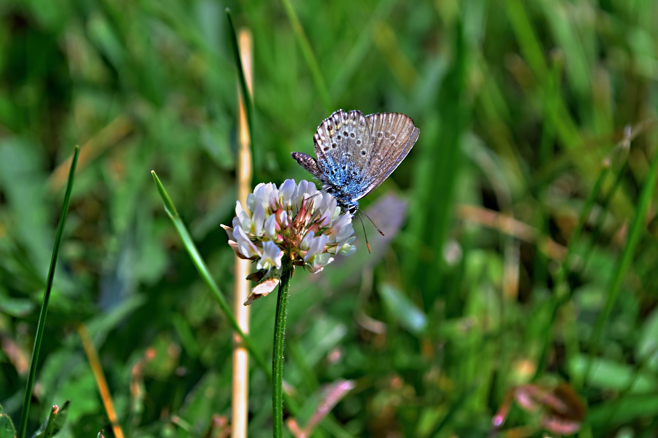 Srityje Žydi,  Pieva Gėlės,  Dobilai,  Drugelis,  Meadow,  Makro, Nemokamos Nuotraukos,  Nemokama Licenzija