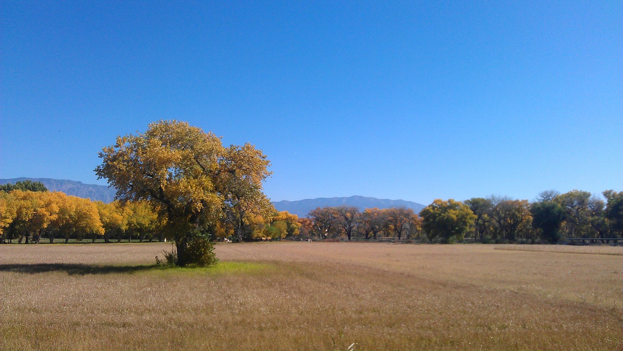 Rudenį Lauke, Albuquerque, Atviras, Erdvė, Gamta, Ruduo, Medis, Aplinka, Lauke, Saulėtas