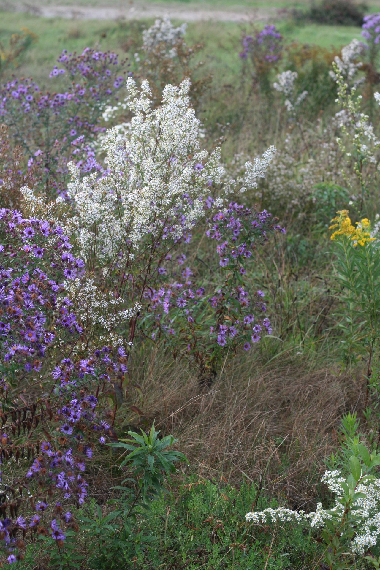 Violetinė,  Balta,  Gėlės,  Asters,  Kritimas,  Laukas,  Ruduo,  Vertikalus,  Laukas Asters, Nemokamos Nuotraukos