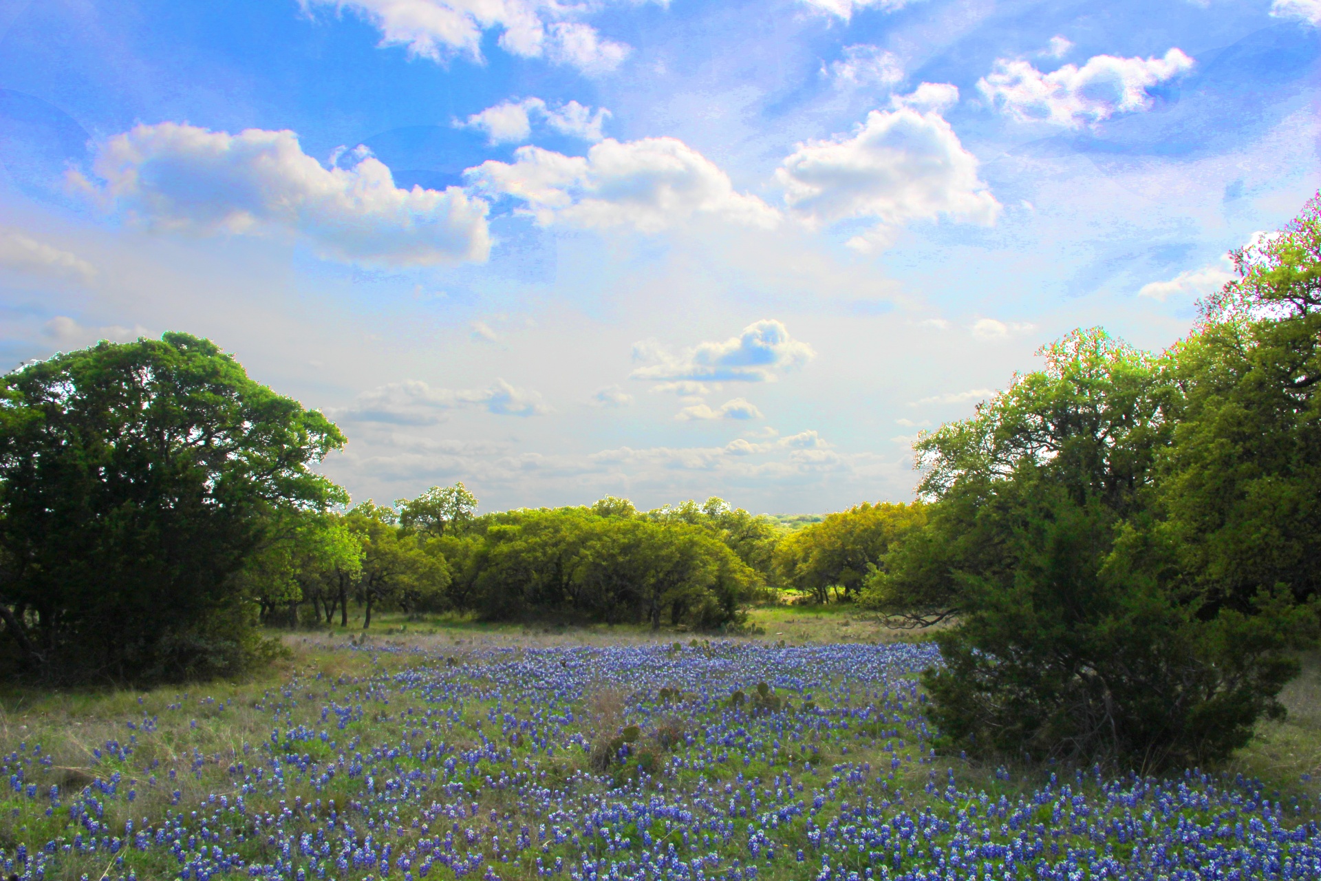 Gėlės,  Texas & Nbsp,  Gėlė,  Bluebonnets,  Teksasas & Nbsp,  Kalva & Nbsp,  Šalis,  Lauko & Nbsp,  Gėlės,  Mėlynos Spalvos Laukas