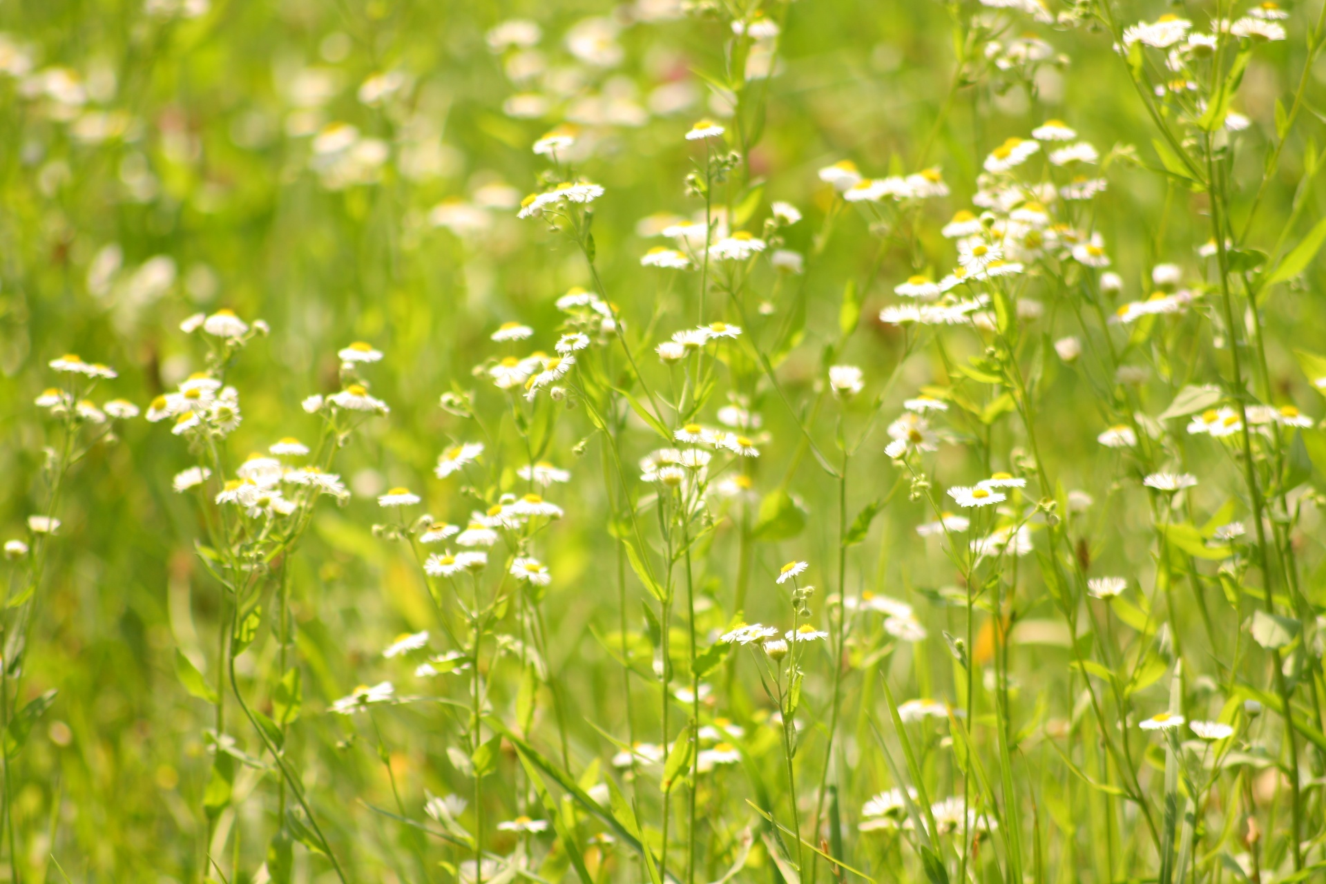 Daisy,  Rozės,  Gėlės,  Laukiniai & Nbsp,  Gėlės,  Laukas,  Pieva,  Žalias,  Rožių Sritis, Nemokamos Nuotraukos