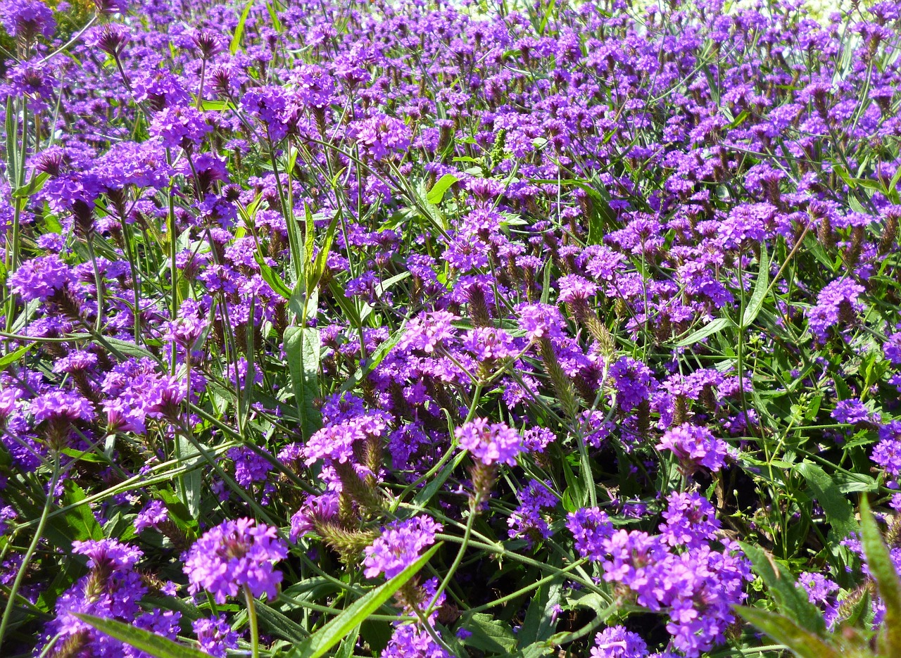 Gėlių Sritis, Violetinė, Gėlės, Violetinė, Gamta, Spalvotas Pievas, Nemokamos Nuotraukos,  Nemokama Licenzija