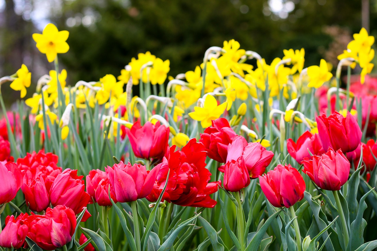 Gėlių Sritis, Tulpės, Raudona, Tulpių Laukas, Tulpenbluete, Pavasaris, Pavasario Gėlė, Gamta, Flora, Geltona