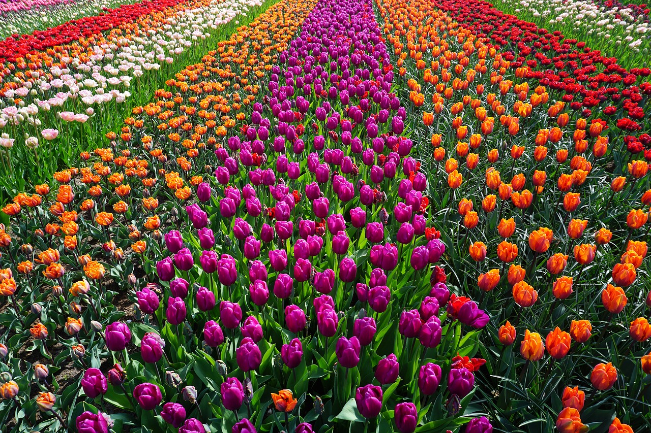 Gėlių Sritis, Tulpės, Holland, Gamta, Pavasaris, Tulpenbluete, Gėlės, Spalvinga, Gėlių Jūra, Geltonos Gėlės
